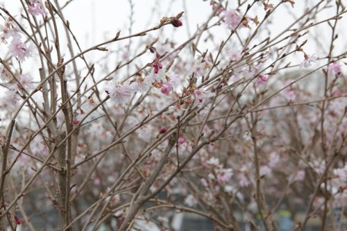 [PRSAROSE] Prunus subhirtella 'Autumnalis Rosea'