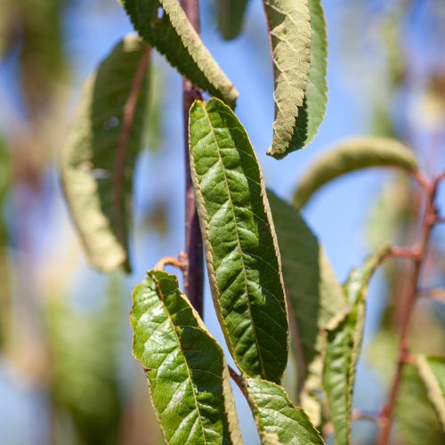 [PRBRANKL] Prunus 'Branklyn'