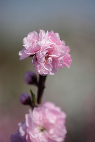 [PRTPINK] Prunus Taoflora® PINK
