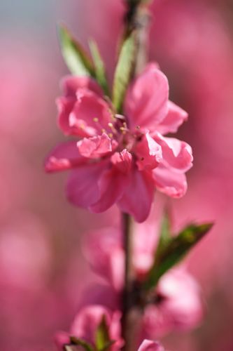 [PRTRED] Prunus Taoflora® RED