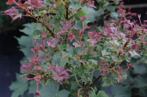 [ACASURP] Acer 'Ample Surprise' (PBR)