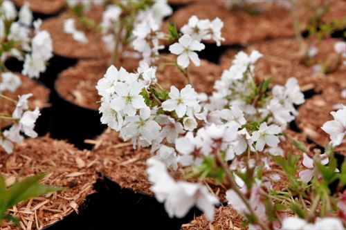 [PRNBRILL] Prunus nipponica 'Brilliant'