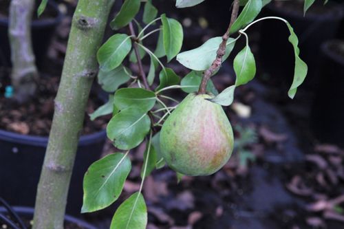 [PYCWBCHR] Pyrus communis 'Williams Bon Chrétien'