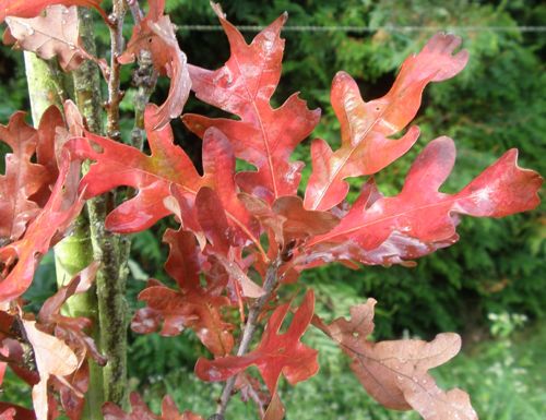 [QUBCRIMS] Quercus bimundorum 'Crimschmidt'