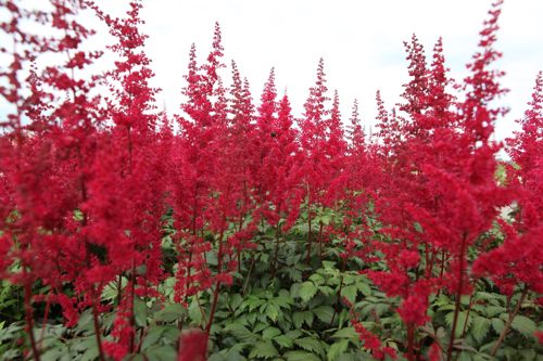 [ASFANAL] Astilbe (A) 'Fanal '