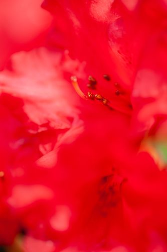 [RHBBADEN] Rhododendron 'Baden-Baden'
