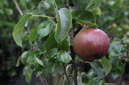 [PYCDCOMI] Pyrus communis 'Doyenné du Comice'