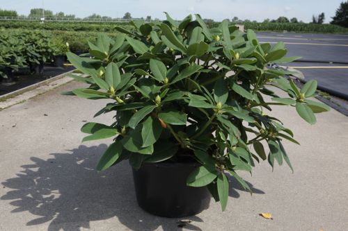 [RHGERMAN] Rhododendron 'Germania'