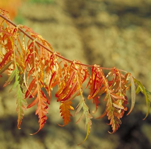 [RHGLACIN] Rhus glabra 'Laciniata'