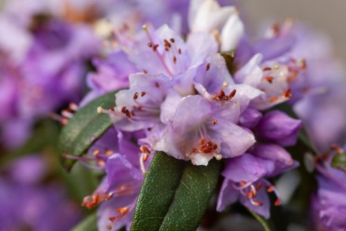 [RHGRISTE] Rhododendron 'Gristede'