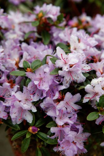 [RHMOERHE] Rhododendron 'Moerheim'