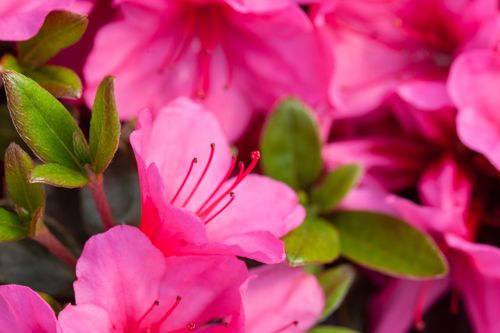 [RHCONNY] Rhododendron (AJ) 'Conny'
