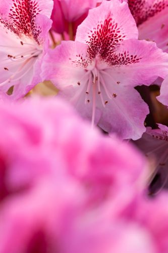 [RHCOSMOP] Rhododendron 'Cosmopolitan'