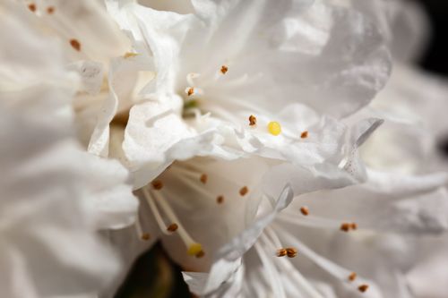 [RHDAMATE] Rhododendron 'Dora Amateis'
