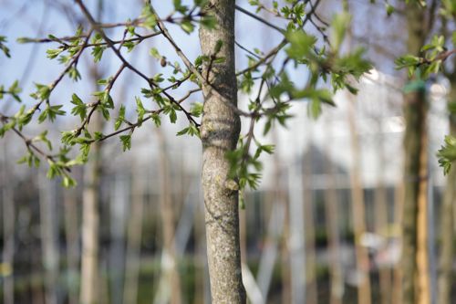 [ACBUERGE] Acer buergerianum