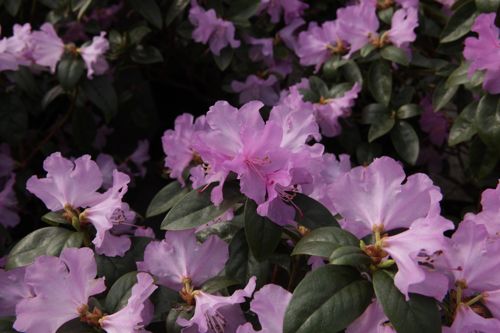 [RHPRAECO] Rhododendron 'Praecox'