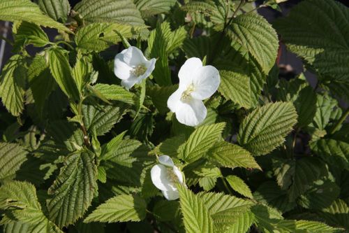 [RHSCANDE] Rhodotypos scandens