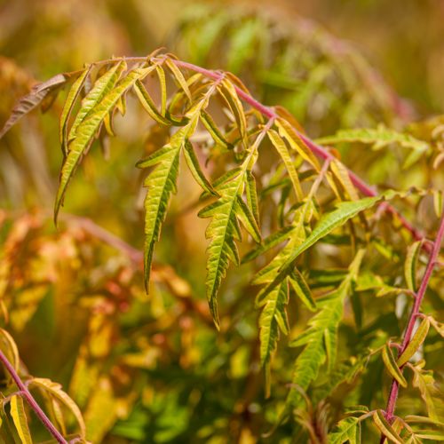 [RHTTEYES] Rhus typhina First Editions® TIGER EYES® (PBR)