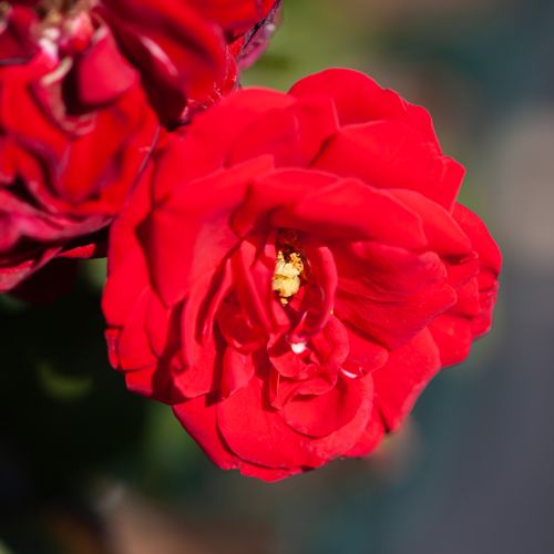 [ROAMADEU] Rosa 'Amadeus'