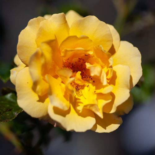 [ROAQUEEN] Rosa 'Amber Queen®'