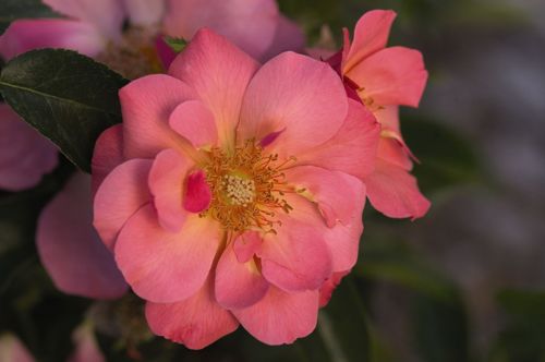 [ROATRAGE] Rosa 'All The Rage' Easy Elegance®