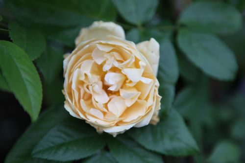 [ROBBEAUT] Rosa 'Buff Beauty'