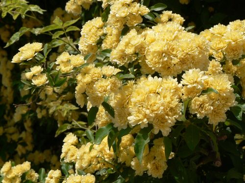 [ROBLUTEA] Rosa banksiae 'Lutea'
