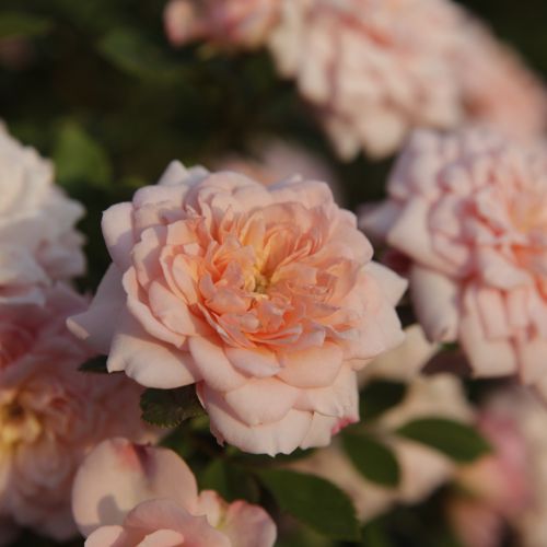 [ROCICERO] Rosa 'Cicero® (Bonica)'