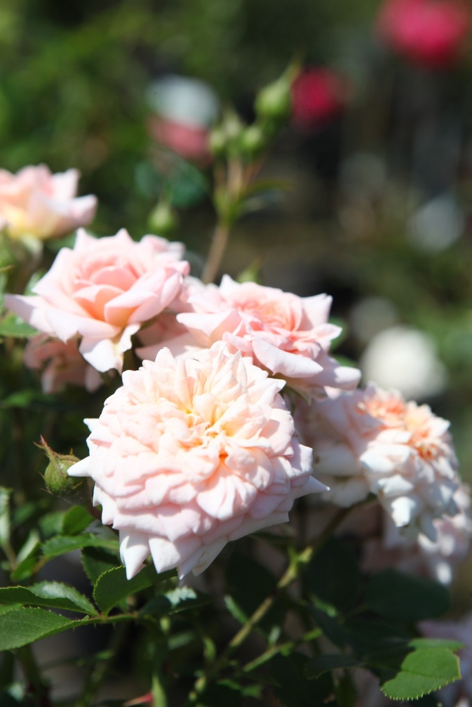 [ROCICERO] Rosa 'Cicero® (Bonica)'