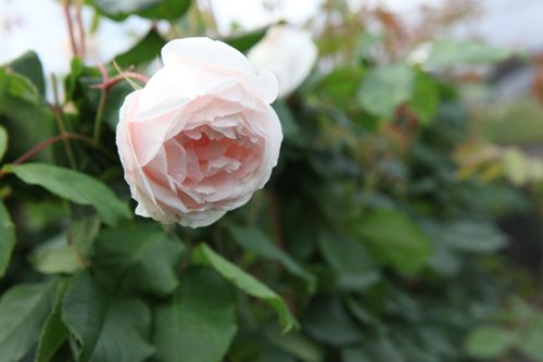 [ROACARRI] Rosa 'Mme Alfred Carrière'