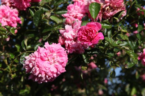 [RODPERKI] Rosa 'Dorothy Perkins'