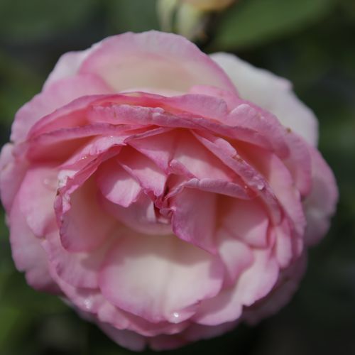 [ROEROSE] Rosa 'Eden Rose® '88'