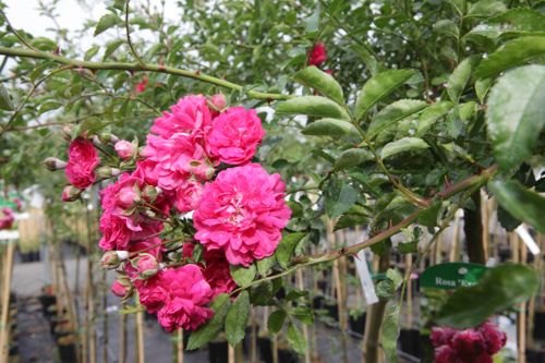 [ROEXCELS] Rosa 'Excelsa'
