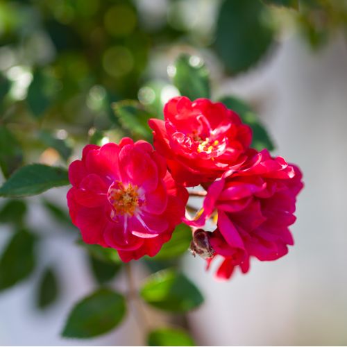 [ROFQUEEN] Rosa 'Fairy Queen®'