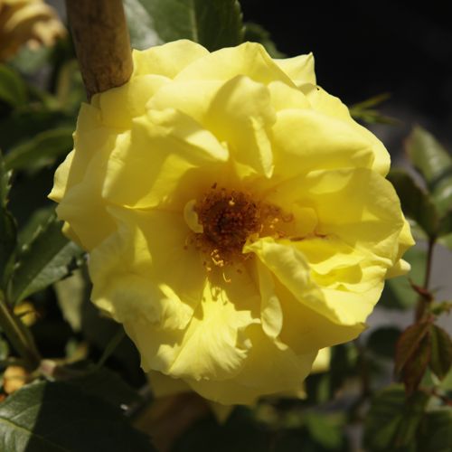 [ROFRIESI] Rosa 'Friesia®'