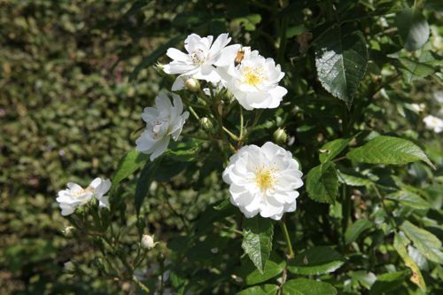 [ROGAMOUR] Rosa 'Guirlande d'Amour®'