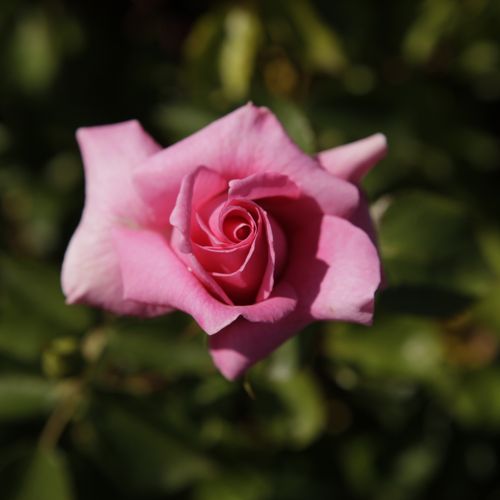 [ROGBLESS] Rosa 'Grandma's Blessing' Easy Elegance®