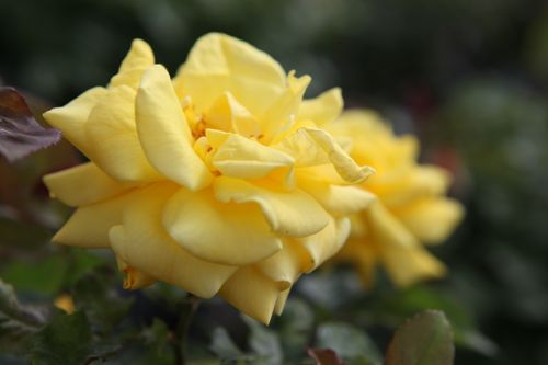 [ROGOLDST] Rosa 'Goldstar'
