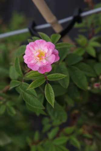 [ROGROSE] Rosa 'Guirlande Rose®'