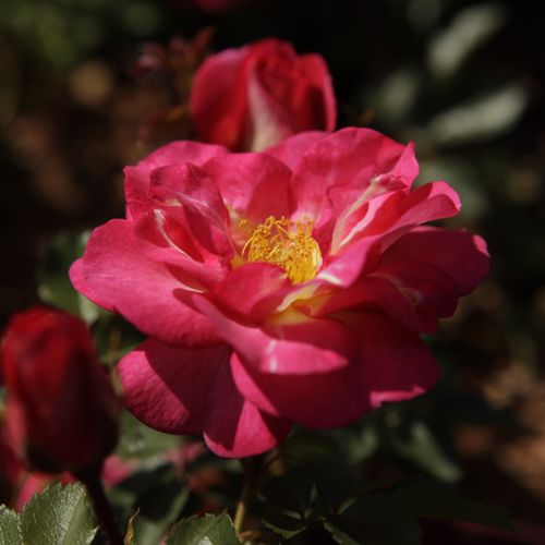 [ROGWALL] Rosa 'Great Wall' Easy Elegance®