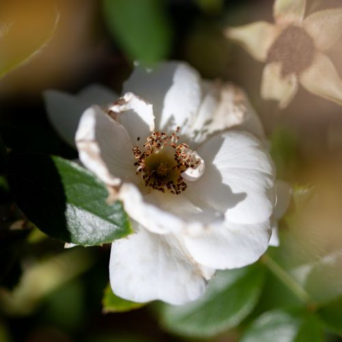[ROHELLA] Rosa 'Hella'