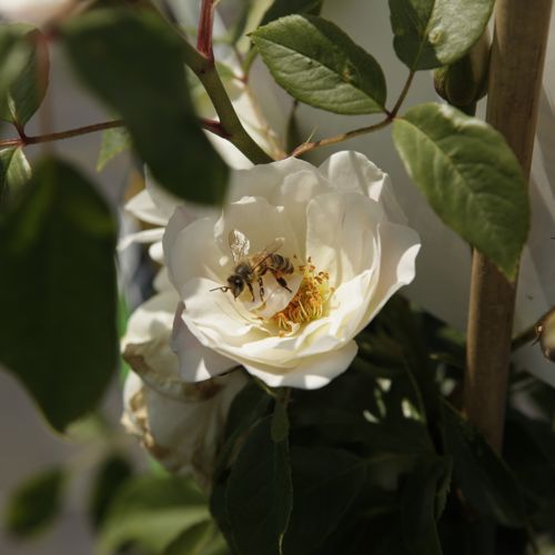 [ROCSCHNE] Rosa 'Climbing Schneewittchen®'