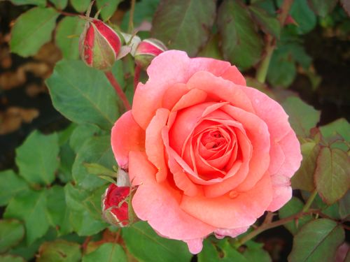 [ROKME] Rosa 'Kiss Me' Easy Elegance®