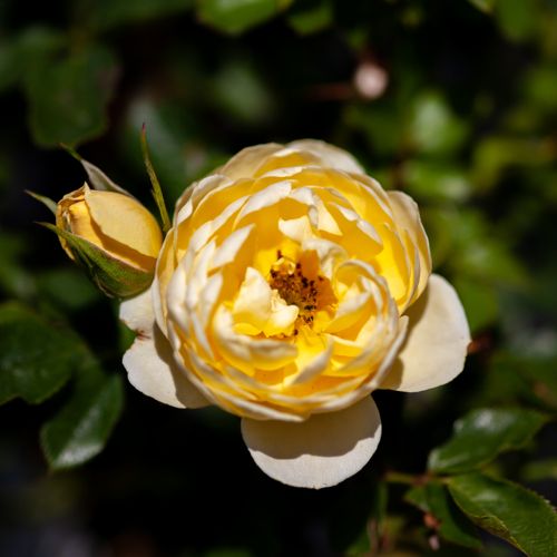 [ROLUCKY] Rosa 'Lucky'