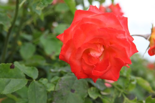 [ROMARIEK] Rosa 'Marieken'