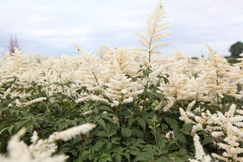 [ASWASHIN] Astilbe (J) 'Washington'