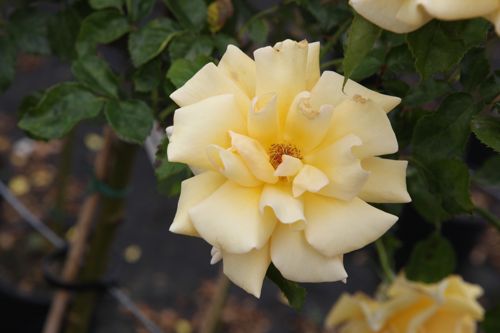 [ROMELLGO] Rosa 'Mellgold'