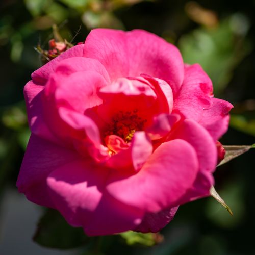 [ROMELROS] Rosa 'Melrose'