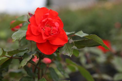 [ROOSENSA] Rosa 'Orange Sensation'
