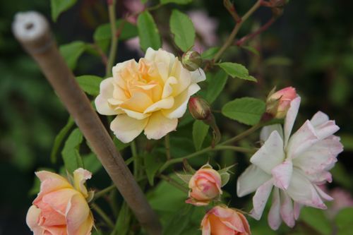 [ROPBIDE] Rosa 'Phyllis Bide'